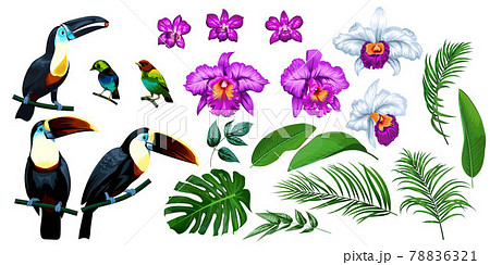 Big set of tropical 1 Big set of tropical 1 78836321