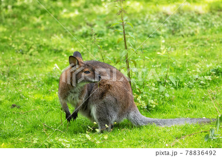 Red-necked Wallaby 78836492