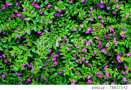 The Flower have Leaf to be background 78837142