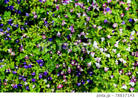 The Flower have Leaf to be background 78837143