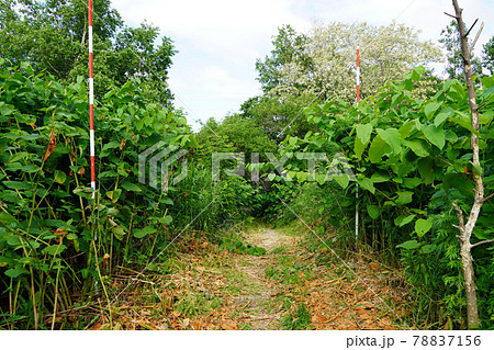 茂みを歩いて・手稲山口バッタ塚のあたり 78837156