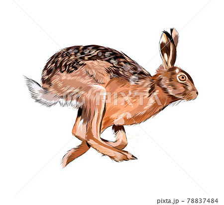 Hare, rabbit from a splash of watercolor,のイラスト素材