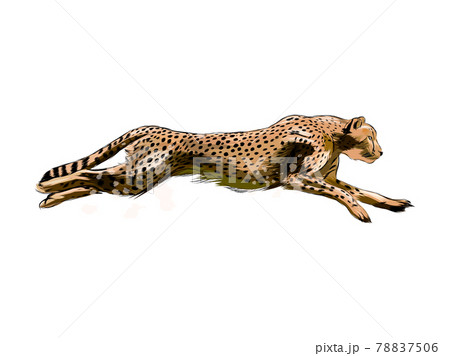 Cheetah from a splash of watercolor, coloredのイラスト素材