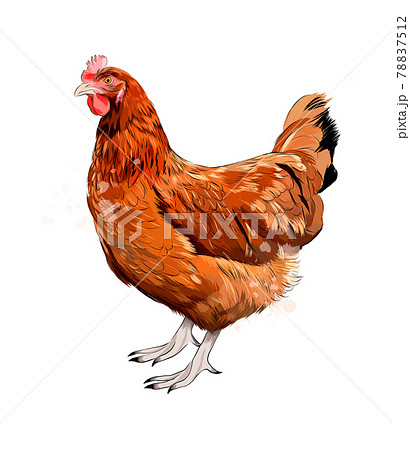 Brown hen, chicken from a splash of watercolor, colored drawing, realistic 78837512