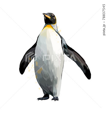 Emperor penguin from a splash of watercolor, colored drawing, realistic 78837545