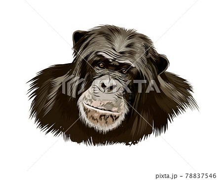 Monkey Chimpanzee Head Portrait From A Splash のイラスト素材