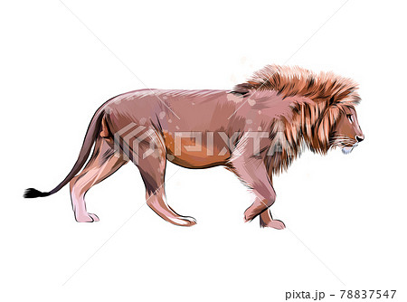 Portrait of a lion head from a splash of watercolor 78837547