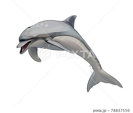 Dolphin From A Splash Of Watercolor Colored のイラスト素材