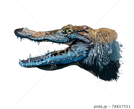 Crocodile head portrait from a splash of watercolor, colored drawing, realistic 78837551