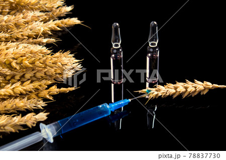 Wheat and grain tests for GMOs. Genetically modified foods. The harm of herbicides and pesticides on the human body. A syringe with a chemical substance and ampoules lie on a table with ears of wheat. Wheat and grain tests for GMOs. Genetically modified foods. The harm of herbicides and pesticides on the human body. A syringe with a chemical substance and ampoules lie on a table with ears of wheat. 78837730