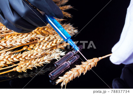 A lab technician holds a syringe with a chemical in his hands and tests wheat and grains for GMO. Genetically modified products. The harm of herbicides and pesticides on on human organism. 78837734