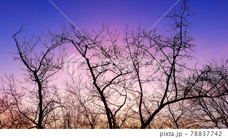 Golden hour, the last rays of the sun illuminate the sky against the trees in winter. Golden hour, the last rays of the sun illuminate the sky against the trees in winter. 78837742
