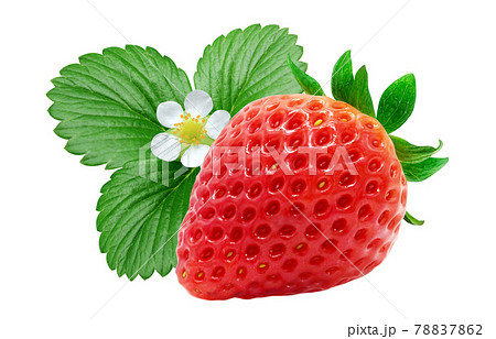 いちご 苺 イチゴ イラスト リアル 葉 セットのイラスト素材