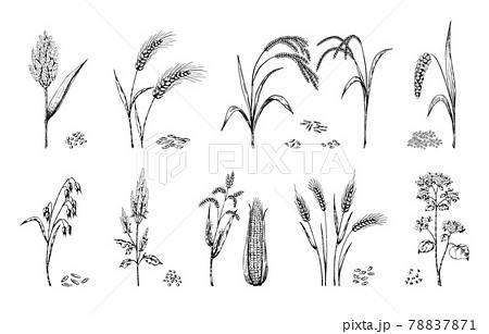 Hand drawn cereals. Agricultural crops sketch. Ears of wheat and rye, oat or barley. Farm food plants set. Buckwheat or sorghum stalks, corn cobs. Heaps of seeds. Vector grain harvest 78837871