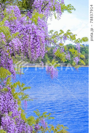 国の名勝・満濃池の小島に咲く山藤【香川県仲多度郡まんのう町】 78837914