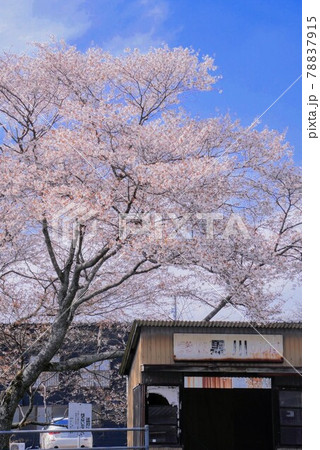 山桜の下で待つバス停(黒川駅)【香川県三豊市財田町】 山桜の下で待つバス停(黒川駅)【香川県三豊市財田町】 78837915