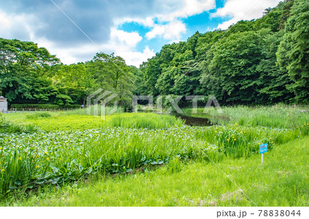 千葉県市川市大町にある市川市動植物園の近くの緑豊かな大町公園 千葉県市川市大町にある市川市動植物園の近くの緑豊かな大町公園 78838044
