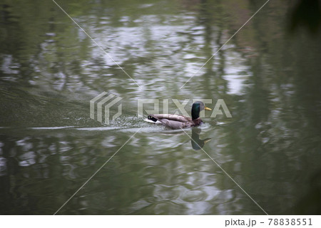 Portrait of duck swimming in the water 78838551