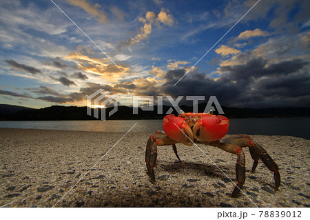 瀬戸内海の夕景を背に,ポーズをとるアカテガニ 瀬戸内海の夕景を背に,ポーズをとるアカテガニ 78839012