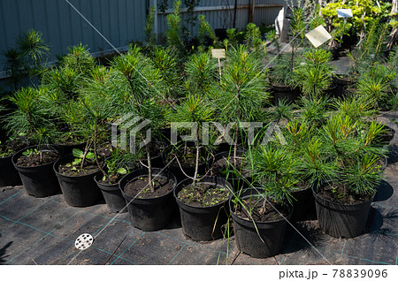 A row of pots with sprouts of coniferous trees. Agricultural store 78839096