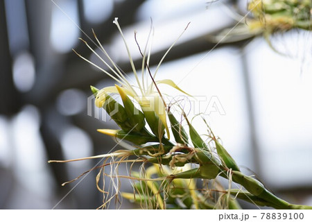 熱帯植物 皇帝アナナスの花 アルカンタレアインペリアリス 十年に一度