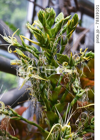 熱帯植物 皇帝アナナスの花 アルカンタレアインペリアリス 十年に一度しか咲かないという奇跡的な花。 熱帯植物 皇帝アナナスの花 アルカンタレアインペリアリス 十年に一度しか咲かないという奇跡的な花。 78839101