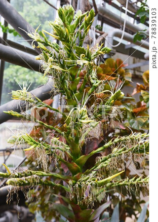 熱帯植物 皇帝アナナスの花 アルカンタレアインペリアリス 十年 熱帯植物 皇帝アナナスの花 アルカンタレアインペリアリス 十年