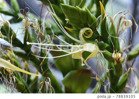 熱帯植物 皇帝アナナスの花 アルカンタレアインペリアリス 十年に一度しか咲かないという奇跡的な花 の写真素材 7105