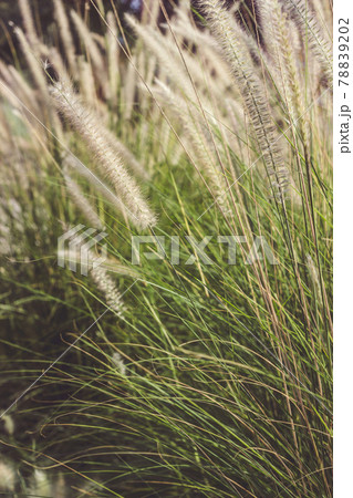Ornamental grass field on a summer sunset Ornamental grass field on a summer sunset 78839202