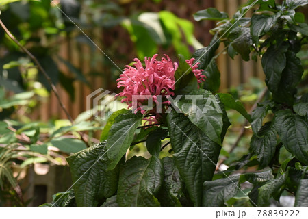 熱帯植物 サンゴバナ(珊瑚花) 熱帯植物 サンゴバナ(珊瑚花) 78839222
