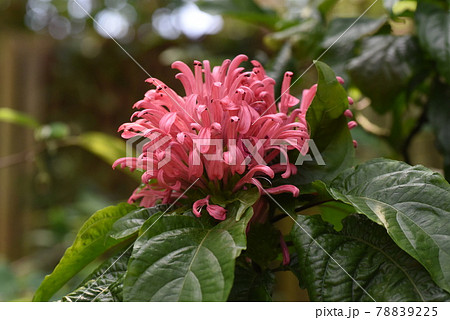 熱帯植物 サンゴバナ 珊瑚花 の写真素材 7225