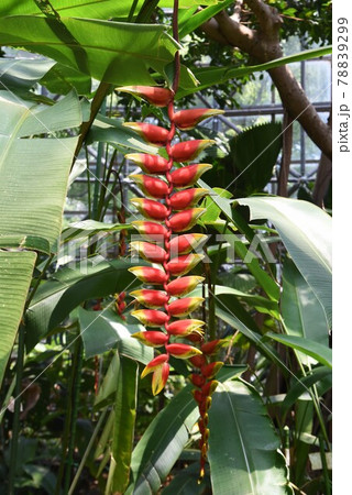 熱帯植物 ヘリコニア・ロストラータ 花蜜にアリの行列。 熱帯植物 ヘリコニア・ロストラータ 花蜜にアリの行列。 78839299