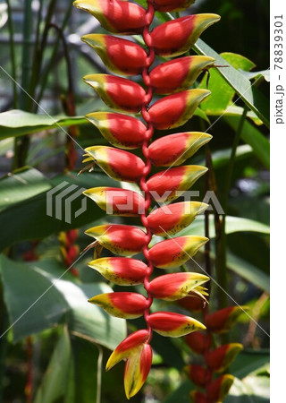 熱帯植物 ヘリコニア ロストラータ 花蜜にアリの行列 の写真素材 7301