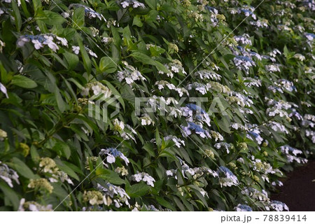 紫陽花の季節 / セイヨウアジサイ・ガクアジサイ・カシワバアジサイ 78839414