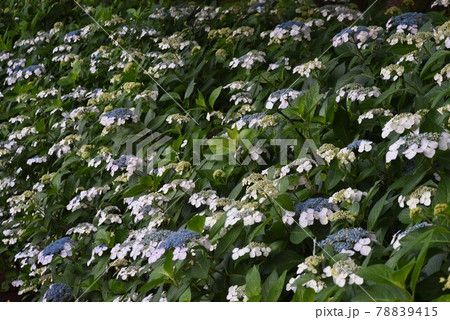 紫陽花の季節 / セイヨウアジサイ・ガクアジサイ・カシワバアジサイ 78839415