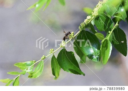 ナツメ 棗 の花の写真素材 7980 ナツメ 棗 の花の写真素材 7980
