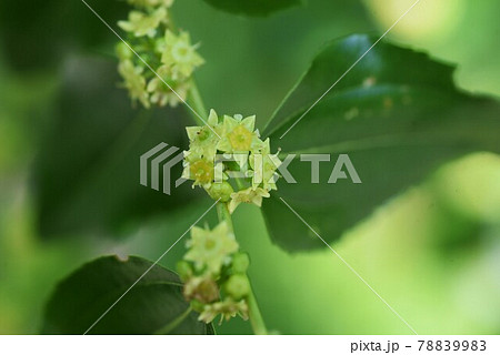 ナツメ 棗 の花の写真素材 79