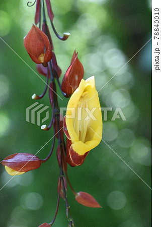 マイソルヤハズカズラ 78840010