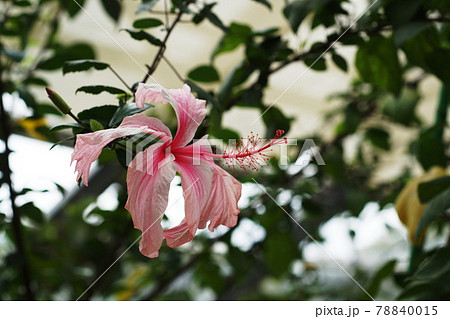 ハイビスカス　Hibiscus 78840015