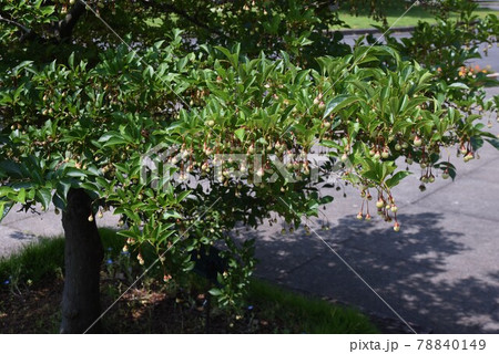 エゴノキの実 78840149