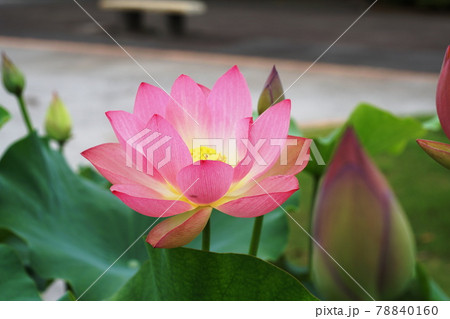 ハス　蓮　Lotus 78840160