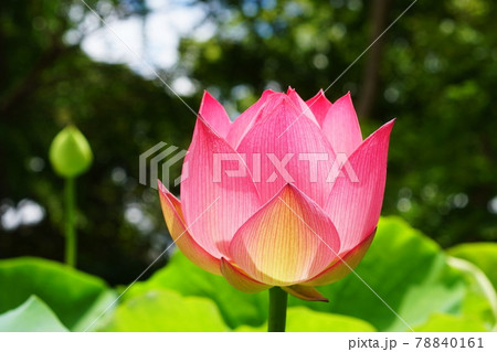 ハス 蓮 Lotus ハス 蓮 Lotus 78840161