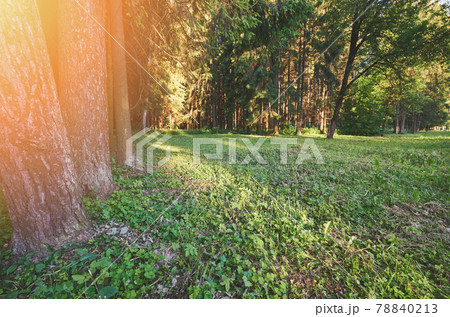 Lawn with green grass Lawn with green grass 78840213