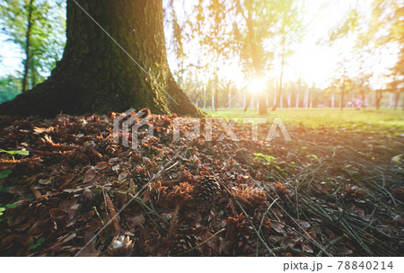 Dry leafs and pine cones Dry leafs and pine cones 78840214