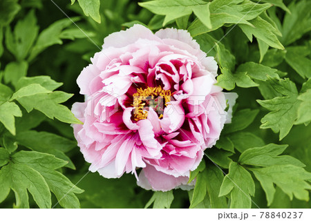 The Blooming Pink Tree Peonies. Fresh pink peony flower bush close up. 78840237