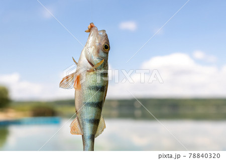 Closeup fisherman showing fresh catch of small perch bass fish furing fishing on lake or river on bright warm sunny day against blue sky refection. Outdoors nature adventure and vacation concept 78840320
