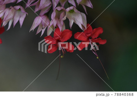 ベニベンケイカズラ ベニベンケイカズラ 78840368