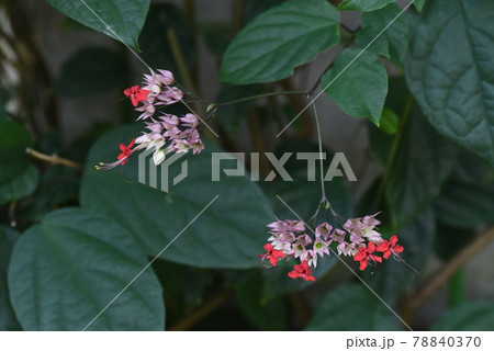 ベニベンケイカズラ 78840370
