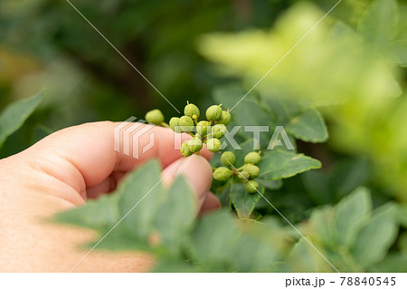 山椒の実 実山椒の収穫 男性の手 (5月) 家庭菜園 山椒の実 実山椒の収穫 男性の手 (5月) 家庭菜園 78840545