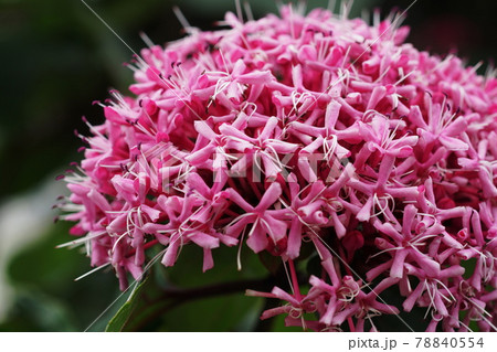 ボタンクサギ Rose glorybower ボタンクサギ Rose glorybower 78840554